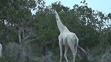 纯白色长颈鹿母子被偷猎者射杀：世上现仅剩下最后一只