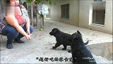 俄罗斯大妈把小黑背犬骗来刷毛，狗狗：我的感情受到了伤害