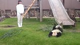 日本大熊猫玩家“樱浜”玩滑滑梯