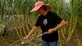 郎平卸任后首晒退休生活：在农场削甘蔗