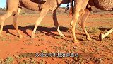 骆驼喝水堪比抽水机，喝水速度太快，真是厉害！