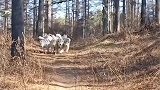 专业对口，男主人带着一群哈士奇进山干活