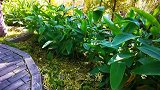陈百强一首《一生何求》嗓音忧伤动情，人美歌甜