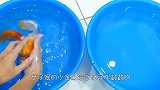 男子家的金龙鱼产卵，还没来得及高兴，就被鱼爸爸全部吞入口中！