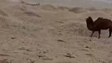小骆驼被卖掉后，骆驼妈妈悲鸣着四处寻找了3天