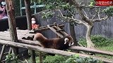 动物园的小熊猫和妈妈一起出来溜达，游客这么期待人家掉下来吗？