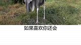 奇妙的动物 鸟中二哈 它是世界上头最大的鸟！鲸头鹳