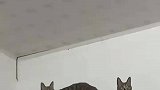 喵喵队立大功，蝙蝠进屋乱飞被猫猫秒制服