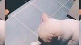 两只主子的日常打情骂俏