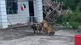 黑色的田园犬就是凶猛，面对两只狗子的挑衅就是不怂，干就完了