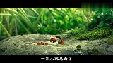 黑蚂蚁与红蚁为抢夺方糖，烟花当炮火杀虫剂当武器，动画片