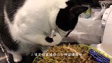 女子捡回一只猫，长大后常抓鱼带回家，跟踪后发现不得了