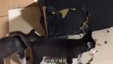 小孩：我满眼都是你，你却拿针扎我