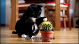主人买回一盆仙人掌，猫咪研究了半天，决定咬一口尝尝