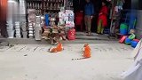 猫：你怎么头歪了，是不落枕了，我帮你治治