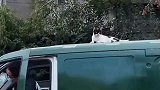 小猫咪搭邮政顺风车，这是准备去哪旅游