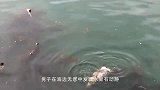 关公蟹在沙滩上发现一条鲸鱼，三分钟过后，场面何其壮观