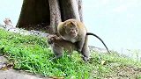大家吃的很开心，猴王忽然来了
