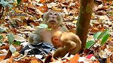 实拍：孤儿猴寻找父爱