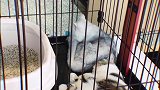 侯立去一个有很多猫猫狗狗的地方，没想到是他在自娱自乐