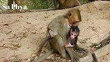 猴妈把卡尔文交给小母猴就没有再出现，小猴子饿得快扛不住了