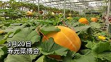 巨人南瓜成“打卡点” 蔬菜景观献礼建党100周年