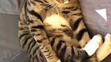 猫：我自己跟我自己玩，你别打扰我！