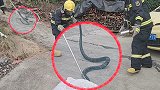 四川攀枝花：当眼镜王蛇遇到眼镜蛇 消防：全部打包带走