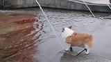 狗子：这水堵也堵不住，太浪费了！