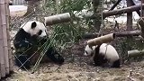 熊猫宝宝奈何不了竹子，气得找妈妈！