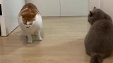 把黑道白道的猫都得罪了