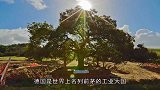 德国的移植树木神器，效率是人工的3倍，一天能移植上百棵树