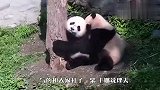 熊猫团子比赛爬树，比不过就打架，看完忍住别笑