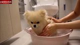 小博美虽然有点怕水，但还是乖乖听话坐在盆里洗澡，别人家的狗子