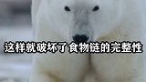 为何给即将饿死的北极熊投食犯法？就他不对吗，原因让人意外