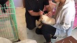 幼犬接种英特威4联疫苗，预防犬瘟细小病毒，毛孩子是生命不能省