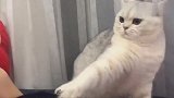 萌宠：猫咪：这就是传说中的恶人先告状