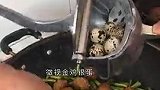 大哥！鹌鹑蛋不是这样吃的！