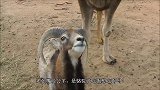 公羊和骆驼争夺食物，骆驼占上风，竟然还想吃公羊