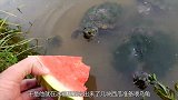 男子灾后原水池养了两只乌龟，夏天来临，还给他们吃冰镇西瓜