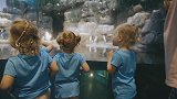 五胞胎参观海豚区，5个萌娃看到海豚的反应太可爱了