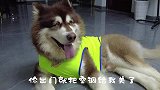 太不把本汪当人了，生气