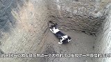 流浪狗以为自己有主人，不断将捡来的项圈戴在自己头上！