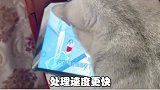 猫咪的眼睛除了星辰大海，还有近视和色盲