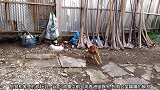 狗狗和家里的公鸡玩到一起去了，公鸡好像是对它不感兴趣