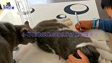 见小哥哥写作业，小胖猫跑过来捣乱还上嘴就咬，这猫还能要吗