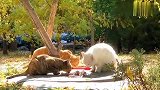 大猫吃完小猫吃添鸡肝，小白坏坏的走来，它似乎听懂了我的警告！