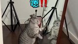这猫咪的智商堪忧