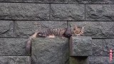 这是一只性格孤僻的流浪猫，在安静的地方休息，不喜欢和人接触