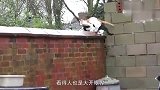 橘猫和黑猫同时翻墙！动作完美同步，猫咪：就是这么默契！